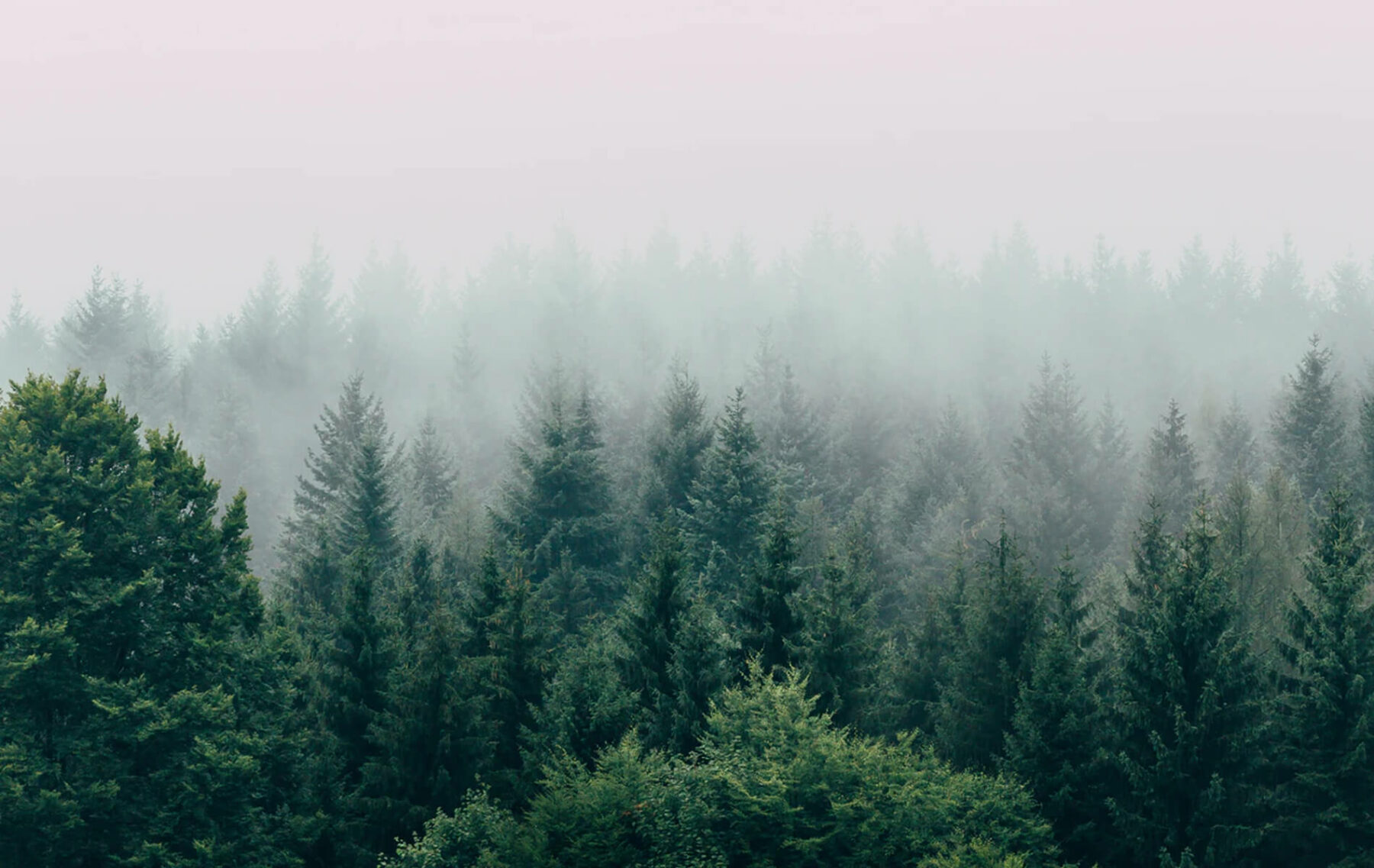 a foggy forest filled with lots of trees.
